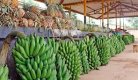 From 79% to 83%: Rwanda Reports Gains in Food Security