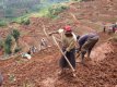 Rwanda Expands Crop Drive to Boost Food Security