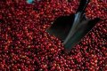 New RWACOF Partnerships Aim to Steady Rwanda's Coffee Market