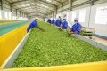 Rwanda bypasses Kenya auctions with direct tea exports to Pakistan