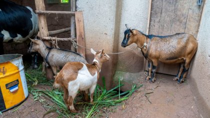 PRISM Project Sets Precedent for Sustainable Small Livestock Farming in Ruhango