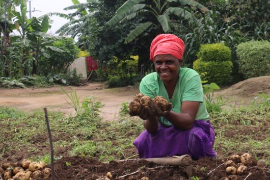 Rwanda Tests New Potato Variety Resistant to Late Blight