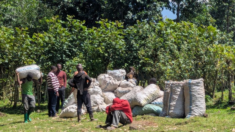 How Technology Is Enabling Rwanda's Potato Farmers Defeat Middlemen and Increase Incomes